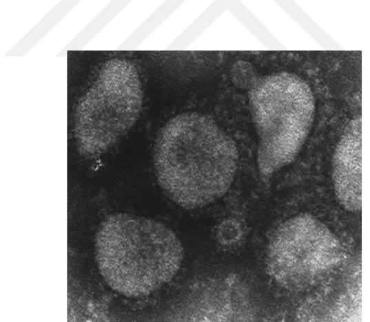 ġekil 1.1. Rotavirus EM görüntüsü (Hasöksüz ve ark 1999). 