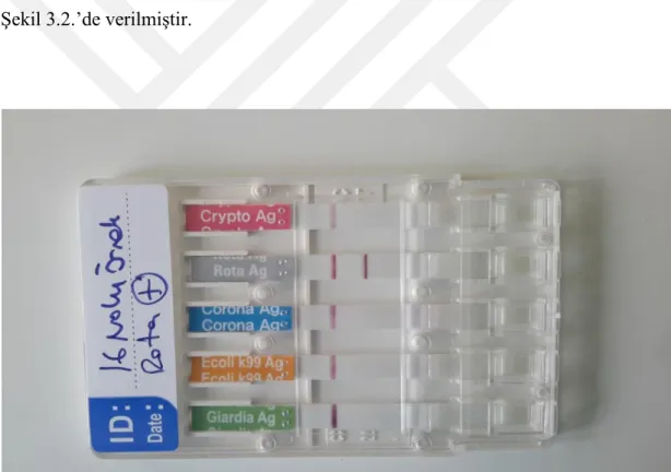 Çizelge 3.1. Hızlı Tanı Testi sonuçları.