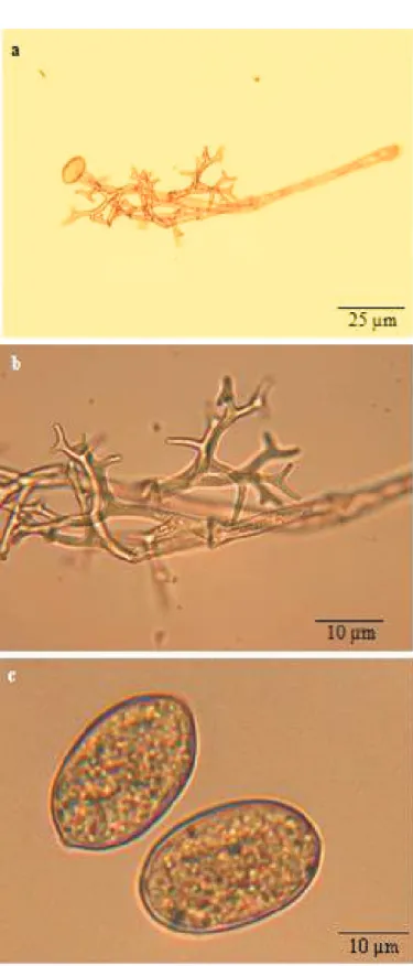 Fig. 1. Peronospora aparines : a. Conidiophore and conidium, b. Conidiophore, c. Conidia.