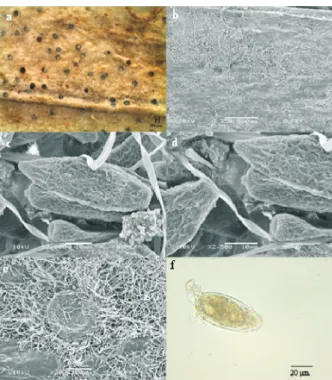 Fig. 8. a, b - general appearance of powdery mildew on ; c conidia (SEM)