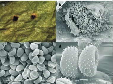 Fig. 15., a-General appearance;
