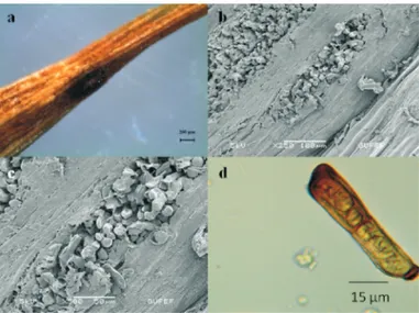 Fig. 16., a-General appearance;