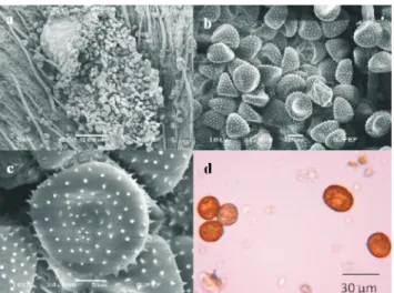 Fig. 18., a-Uredinia;b-Uredinia(SEM);