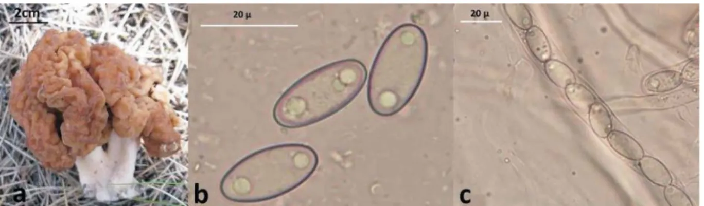 Şekil 1. Gyromitra esculenta var. fulva a) Askokarp b) Askosporlar c) Askus ve askosporlar Gyromitra longipes Harmaja (Şekil 2)
