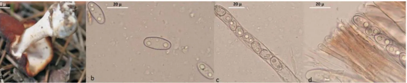 Şekil 2. Gyromitra tasmanica a) Askokarp b) Askosporlar c) Askus ve askosporlar d) Parafizler