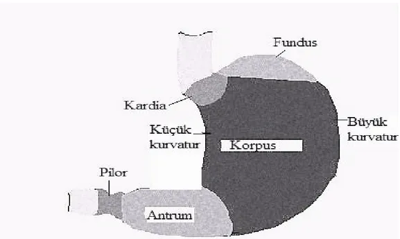 Şekil 1.  Midenin bölümleri. 