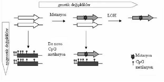 Şekil 3. Kanser oluşumunda genetik ve epigenetik değişikliklerin mekanizması  www.nature.com/v15/n4/fig_tab/7290292f1.html’ den alınmıştır