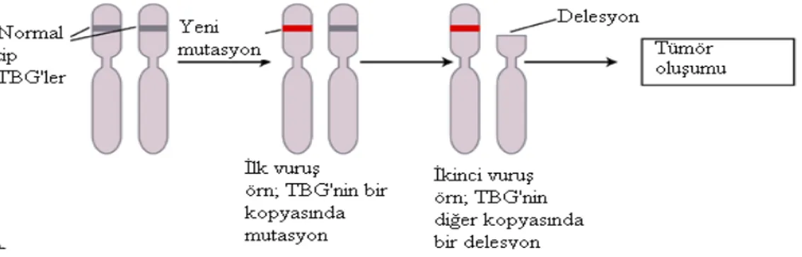 Şekil 4. Sporadik kanserlere neden olan TBG’ de normal bir hücrede mutasyon ve  tümör oluşumu