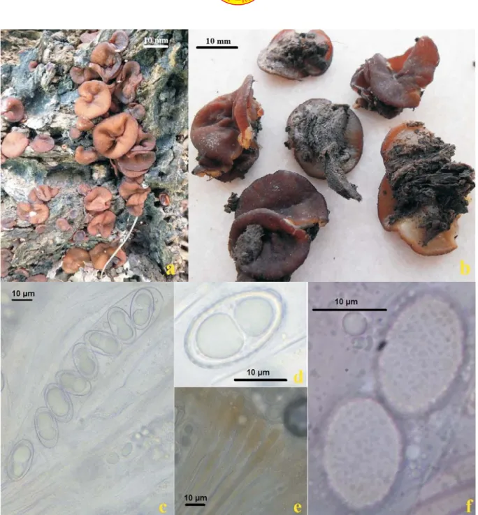 Figure 1. Peziza punctispora, a-b. ascocarp, c.ascus, d-f. ascospores in optical section and surface view (in Melzer's reagent), e
