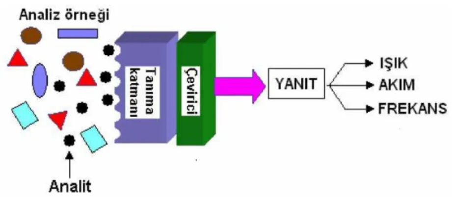 Şekil 2.2. Biyosensör bileşenleri (Arıksoysal, 2006)