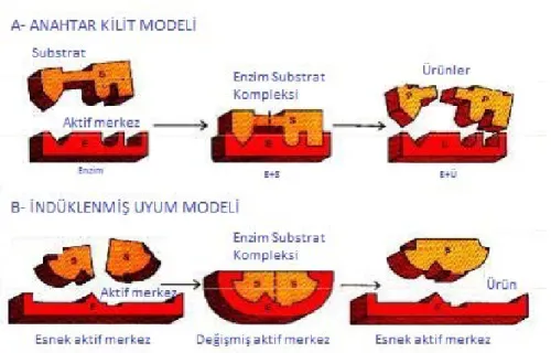Şekil 3.2. Enzim-Substrat birleşme modelleri