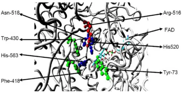 Şekil 4.1. Glikozdan glikonik asitin oluşmasının enzimatik mekanizması, (a) β-D-glikozdan D- D-glikonolakton oluşumu (b) D-D-glikonolaktonun su varlığında glikonik asite hidrolizi (Wolhfart, 2005) 