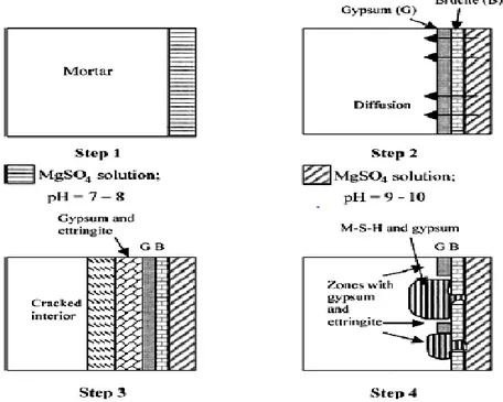 Şekil 3.24. Magnezyum sülfat saldırısı için (Santhanam ve ark., 2003) tarafından önerilen mekanizma  şeması 