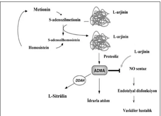 Şekil 2-3.Homosistein ve ADMA arasındaki metabolik ilişki 