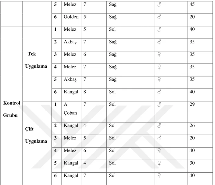 Şekil 4.1. Müdür, 7 yaşlı, Kangal Melezi, Erkek, 27 kg 