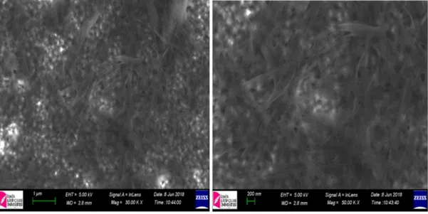 Şekil 4.15. Döngüsel olarak kaplanan 5 mg doğal sepiyolit içeren filmlerin SEM görüntüleri 