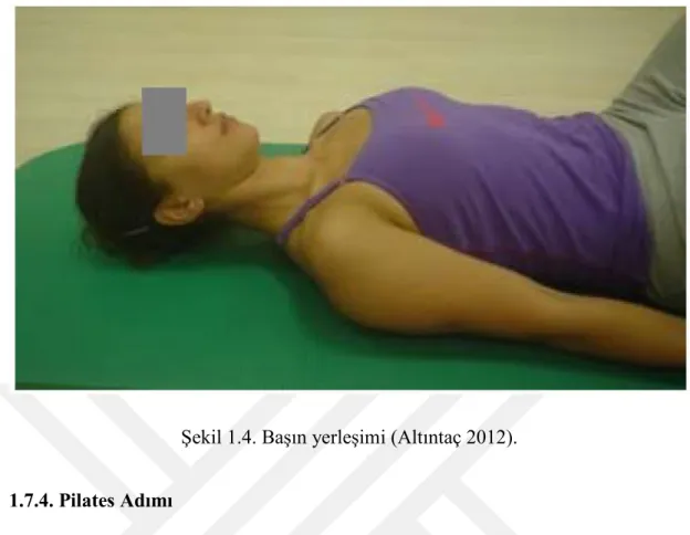 Şekil 1.4. Başın yerleşimi (Altıntaç 2012). 