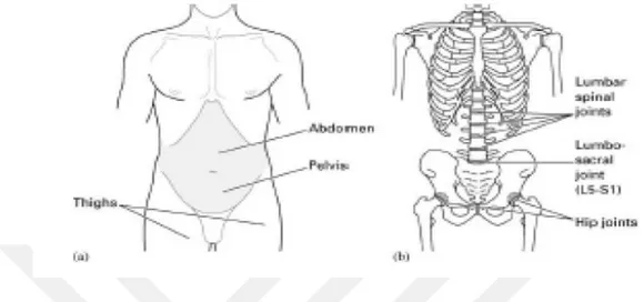 Şekil 1.8. Güç evi alanındaki vücut yapıları: pelvis ve abdomen (Baylan 2008). 