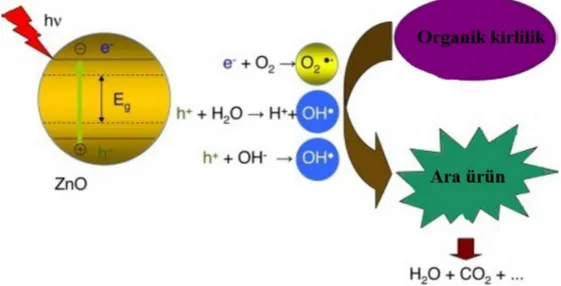 Şekil 2.4. ZnO fotokatalizörü varlığında organik kirliliklerin fotokatalitik olarak bozunması 