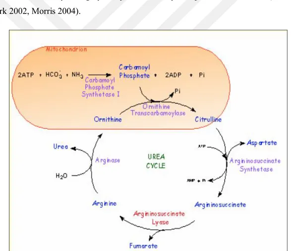 Şekil 1.2. Arjininin katıldığı metabolik üre döngüsü yolağı (Tietz, 2005). 