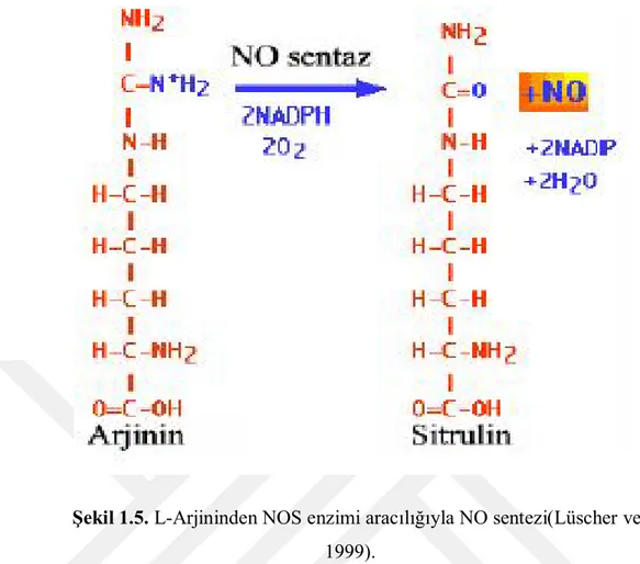 Şekil 1.5. L-Arjininden NOS enzimi aracılığıyla NO sentezi(Lüscher ve Noll,  1999). 