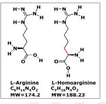 Şekil 1.13. L-Homoarjinin ve L-arjinin kimyasal yapıları, molekül formülleri ve  moleküler ağırlıkları (MW) (Kayaçelebi ve Beckmann, 2014)
