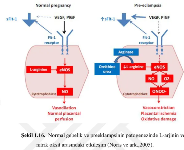 Şekil 1.16.  Normal gebelik ve preeklampsinin patogenezinde L-arjinin ve  nitrik oksit arasındaki etkileşim (Noris ve ark.,2005)