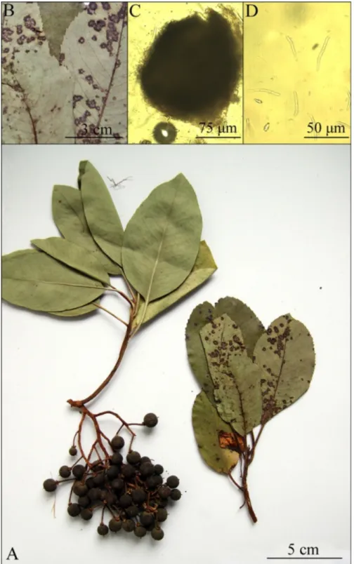 Figure 2. S. alnicola on Alnus glutinosa A- dried herbarium specimen; 
