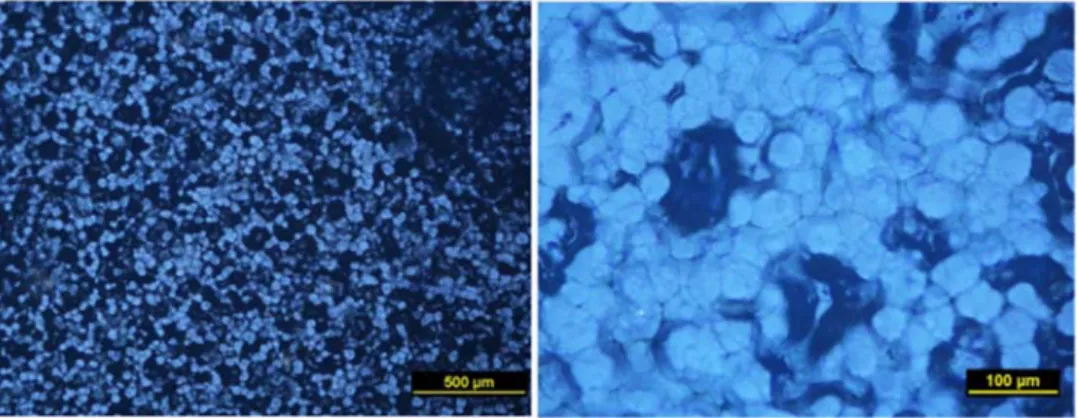 Figure 2: POM micrographs of silica filled TPU membrane  3.2. Swelling Experiment 