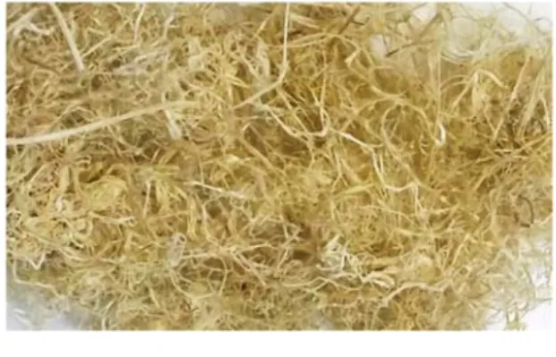 Figure 1. Artichoke (Cynara scolymus) fibers. 