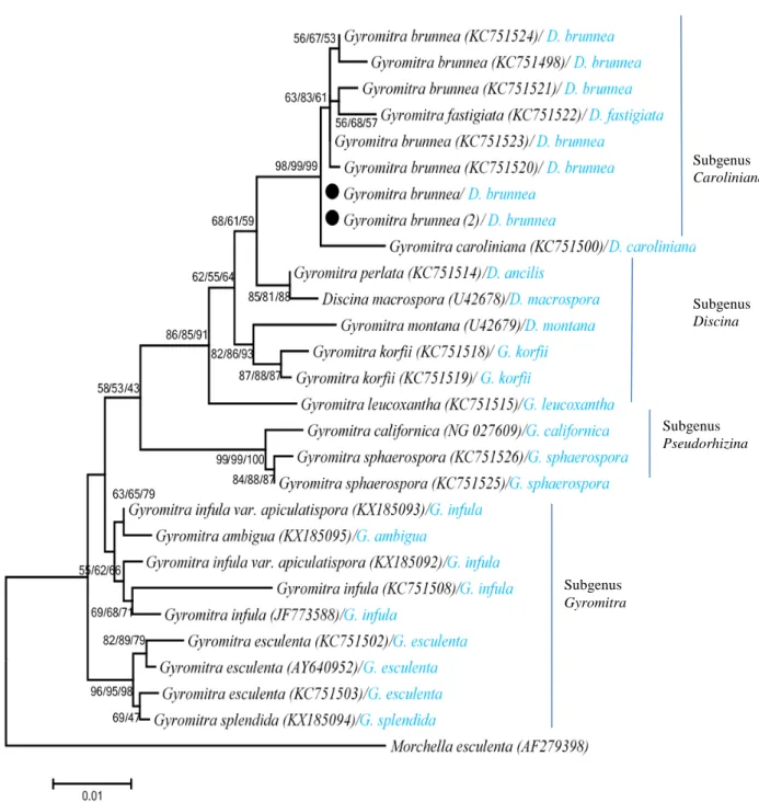 Figure 3. Phylogenetic tree of Gyromitra species based on ML analysis of the LSU rRNA gene region