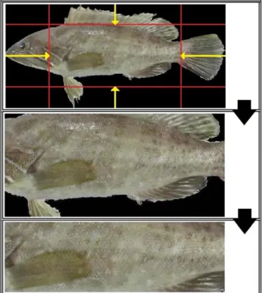 Figure 6. Applying subtracting process after cropping the image from its four sides. 