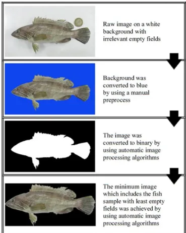 Figure 2. Image processing phases from raw image to gained minimum image which  includes the fish sample