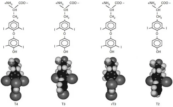 Şekil 1.2.1. Biyolojik olarak aktif 4 tiroid hormonunun kimyasal yapısı ve moleküler  modelleri;  tiroksin  (T 4 ),  3’,3,5-triiyodotironin  (T 3 ),  3’,5’,3-triiyodotironin  (rT 3 )  ve  3,5-diiyodotironin (T 2 ) (Hulbert 2000)