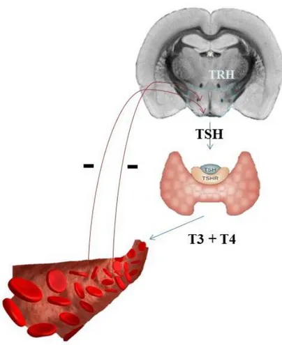 Şekil 1.2.2. Hipotalamus – Hipofiz – Tiroid Hattı.  
