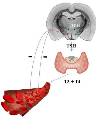 Şekil 1.2.2. Hipotalamus – Hipofiz – Tiroid Hattı.  