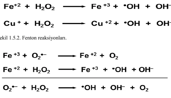 Şekil 1.5.2. Fenton reaksiyonları. 