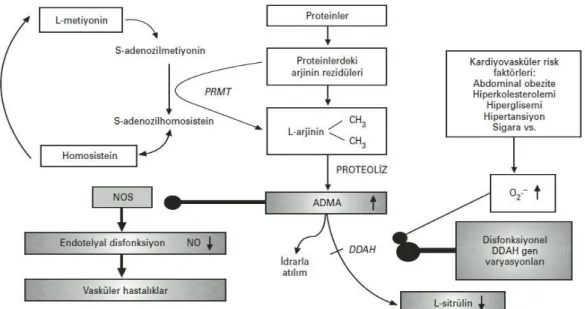 Şekil 1.5.7. ADMA metabolizması (Valkonen ve ark 2005, Alaçam ve ark 2010). 