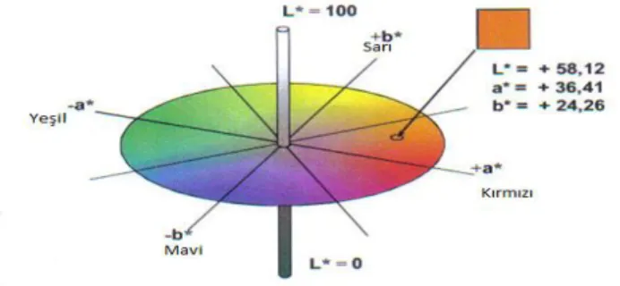 Şekil 2. CIELab renk sistemine göre L * , a *  ve b *  değerlerinin belirlenmesi[14]. 