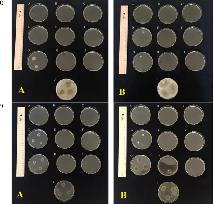 Figure 1. Colony characteristics of some tested fungi on different NaCl concentrations and temperatures; I) A)  Aspergillus sydowii  B)  Aspergillus versicolor;  II) A)  Penicillium commune,  B)  Penicillium corylophilum;  III) A),  Alternaria tenuissima B