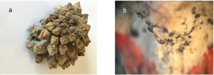 Figs 1. M. strobi: a Infected pine cone; b Pycnidia on scale of a cone; c Vertical section of a conidioma; d A part of pycnidial  generative wall; e-h Conidia
