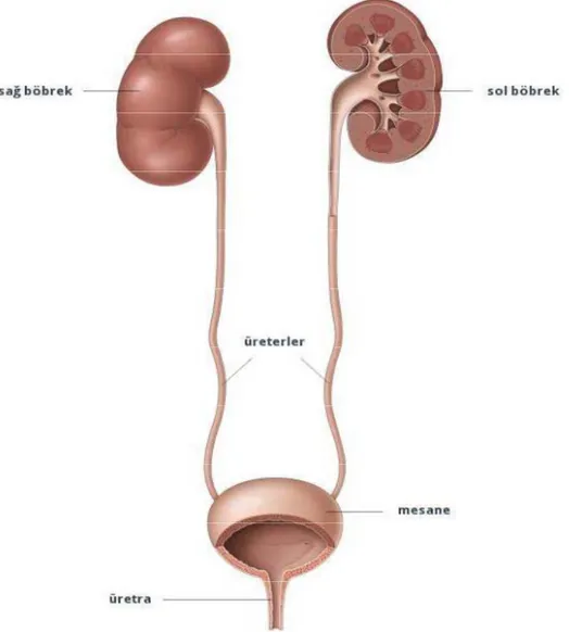 Şekil 2.3. Üriner sistem organlarının önden şematik görünümü  