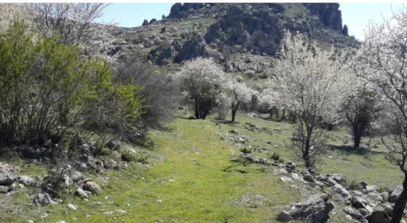 Şekil 6. Balkayalar Antik Yol 