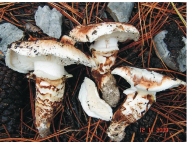 Şekil 3. Tricholoma caligatum