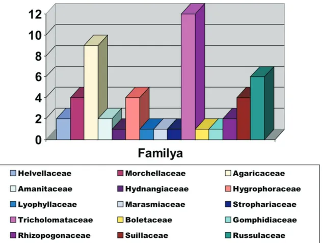 Şekil 7. Araştırma alanında belirlenen takson sayılarının familyalara göre dağılımı