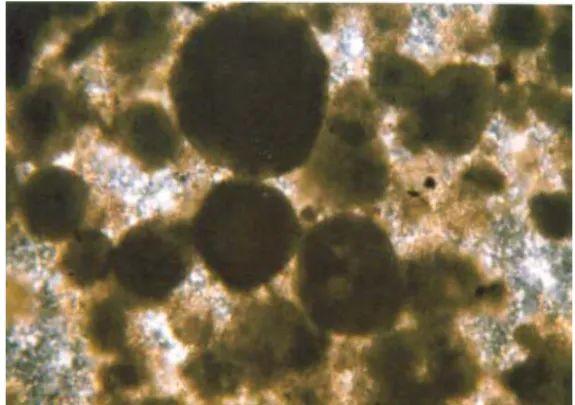 Figure 7a. The limestone that forming micritic  matrix, oolite and pellets, these are replaced  by amourphous silica in Lorasdağı limestones (X10)
