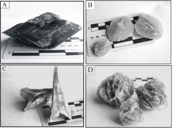 Şekil 4. Çalışma alanındaki farklı jips kristalleri  A: merceksi, B: diskoidal, C: kırlangıç kuyruğu, D: jips gülü