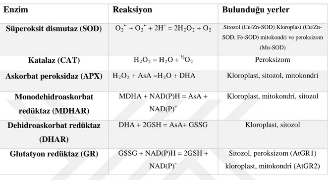 Çizelge 2.1.  Bitkilerde ROS detoksifikasyonunda rol oynayan başlıca enzimler 