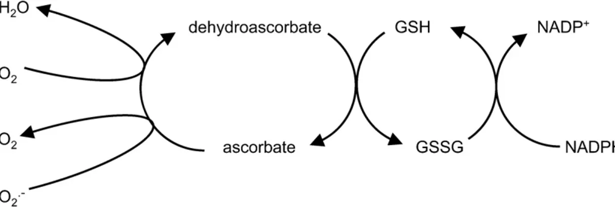 Şekil 2.1. Askorbat-glutatyon döngüsünün genel görünümü (Foyer ve Noctor, 2011) 