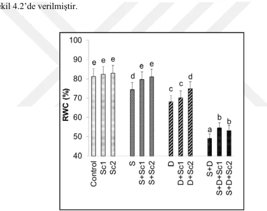 Şekil 4.2. Tuz ve/veya kuraklık stresi altındaki çeltik yapraklarında skandiyum uygulamalarının nisbi su  içeriklerinde (RWC)  meydana getirdiği  ortalama  değişimler  (n=5)